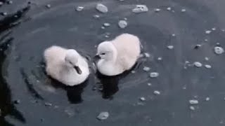 Cygnets Lake Saint Clair Metropark [upl. by Ynohtnaed187]