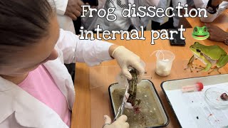 Frog Dissection 🐸Exploring the Anatomy of a Frogquot  Mbbs vlogs 🫁🫀 [upl. by Anniken]