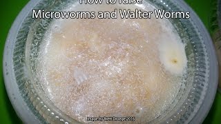 How to raise Microworms and Walter Worms Killifish Food [upl. by Lajet986]