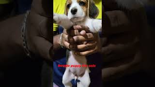 Beagle puppy for Sale🐶 dog puppielove petlove beagle beaglepup puppyforsale sale [upl. by Noell]