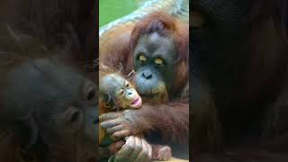 BABY ORANGUTAN GETS SHOWERED WITH KISSES FROM MOM [upl. by Nosmoht]