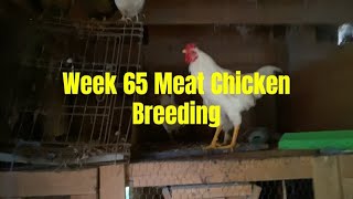 Week 65 Meat Chickens [upl. by Brien892]