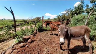 Burro en realidad virtual  VR Experience 61 [upl. by Dinsmore]