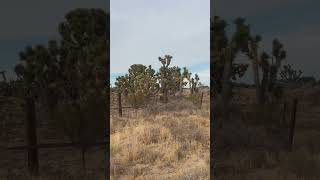 Joshua Trees in the Desert nature california joshuatree [upl. by Macdermot190]