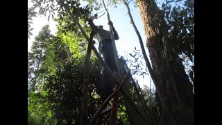 Pollarding Eucalyptus trees in late Winter [upl. by Geoffry]