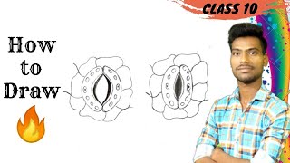 open and closed stomata diagram for class 10th [upl. by Sherfield]