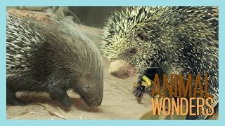 Our Two Porcupines Kemosabe amp Kizmit [upl. by Urbai324]