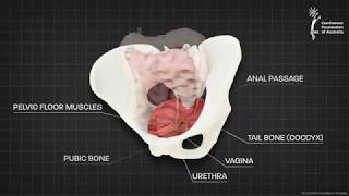 Female pelvic floor muscle  3D animation [upl. by Reisch]