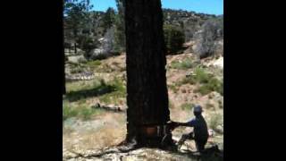 Falling a tree using hydraulic jacks [upl. by Sonia61]