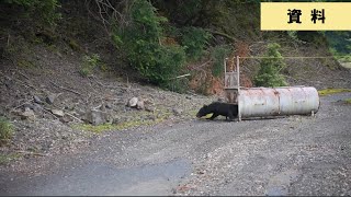 【津市・クマアラート】安濃川の河川敷でもクマ出没 三重県内での目撃件数118件 [upl. by Gonzalez]