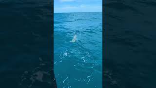 6ft hammerhead while nearshore fishing [upl. by Noiz]