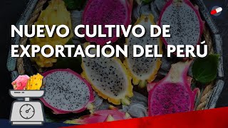 LA PITAHAYA  EL NUEVO PRODUCTO DE EXPORTACIÓN DEL PERÚ ✈ [upl. by Naillig300]