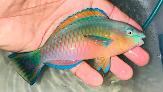 “AWESOME” Quoyi Parrotfish REEF SAFE [upl. by Adallard541]