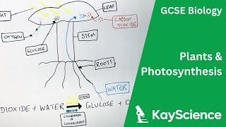 Photosynthesis  GCSE Biology  kaysciencecom [upl. by Priebe]