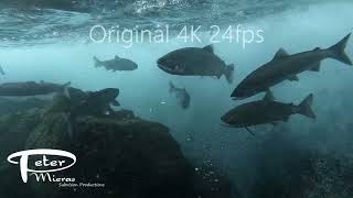 Sockeye salmon fighting rapids in rive 4K stock footage [upl. by Ilatfen]