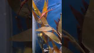 Sea dragon georgiaaquarium seadragons youtubeshorts shortsseaanimals [upl. by Barclay]