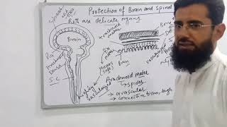 protection of brain and spinal cord meninges and CSF [upl. by Tolmach]