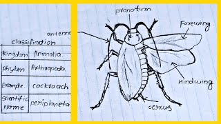 Classification of animals Phylum  Arthropod  Cockroach labelled diagram and classification [upl. by Alenoel]