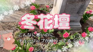 【2月上旬 冬花壇】宿根草花壇 チューリップ地植え 踊りハボタンなどなど [upl. by Nickles]