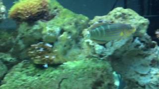 melanurus wrasse swimming around [upl. by Marra]