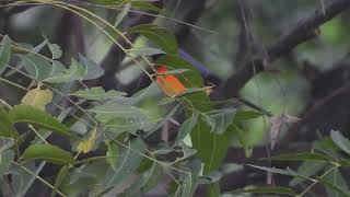 Small Minivet  Hennur Bengaluru  Decemeber 2023 [upl. by Athalee743]