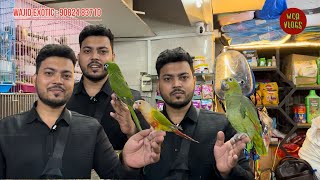 Wajid exotic pets new stock update Exotic Birds BirdLover Mumbai [upl. by Itisahc]