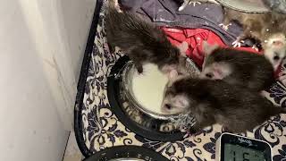 Opossums messy but yet clean animals ❤️🐮❤️ wildliferescue opossums marsupials [upl. by Awhsoj]