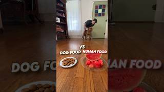 Human food Vs Dog Food [upl. by Eelirak]