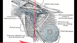 Examination of the Axillary Lymph Nodes [upl. by Aihsemaj157]