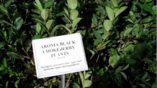 Aronia Berry Plants for Sale at DiMeos Aronia Black Chokeberry Plants Nursery [upl. by Colvin3]