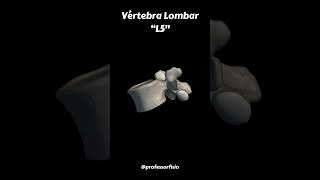 Vértebra Lombar  L5 [upl. by Mireille261]