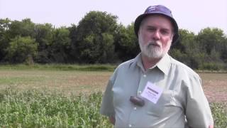 Growing Quinoa in Western Canada [upl. by Pinchas]