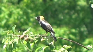 Bobolink quotIncredible footage of this uncommon bird singingquot [upl. by Poland]