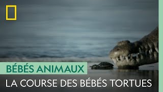 Ce bébé tortue peutil échapper aux prédateurs et atteindre locéan [upl. by Clotilde]