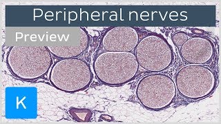 Peripheral nerves definition distribution preview  Histology  Kenhub [upl. by Notnirb]