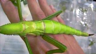 handling a really big stick insect  diapherodes gigantea [upl. by Eirek]