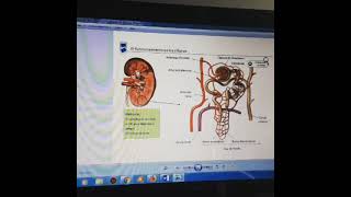 EL CAFE ES DIURETICO CAFEINA y MECANISMO DE DIURESIS FISIOLOGIA RENAL cafe cafeina adenosina [upl. by Anerol356]