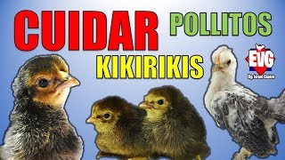 ¿Como cuidar Pollitos kikirikis Miniatura  Cuidados esenciales [upl. by Ytnom]