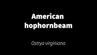 Ostrya virginiana  American hophornbeam [upl. by Cosme]