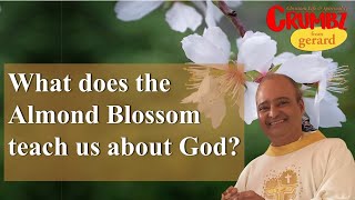 What does the Almond Blossom teach us about God  3 Minute Reflections [upl. by Ysdnil563]