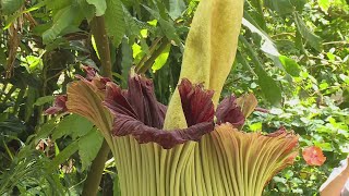 Thousands view corpse flower at Missouri Botanical Garden [upl. by Lirbij402]