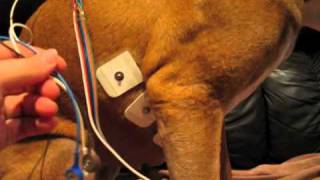 Attaching a holter monitor to a dog [upl. by Inaffyt665]