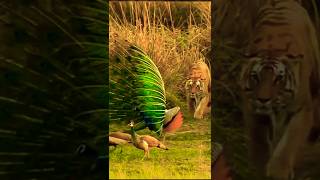 Shocking Moment Hungry Tiger Attacks Dancing Peacock [upl. by Halliday858]