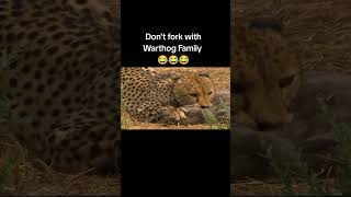 Dont Fork with Warthog Family warthog kasongo [upl. by Oinotnas]