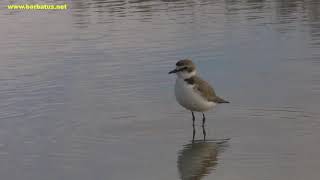 Chorlitejo patinegro  Charadrius alexandrinus  Kentish Plover [upl. by Nage685]