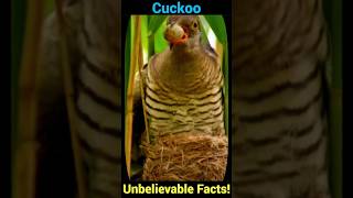 Cuckoo Unbelievable Facts You Never Knew [upl. by Leandra]