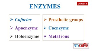 Cofactors Apoenzyme Holoenzyme Prosthetic groups Coenzyme [upl. by Hellman]