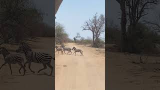 Herd of zebras with babies in chobenationalpark botswana [upl. by Anid]