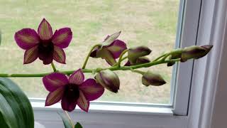 What types of orchids do I recommend for water culture [upl. by Ynnav619]