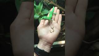 Gastropholis prasina  Grüne Baumeidechse  shortclip feeding [upl. by Anoved867]